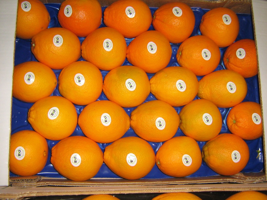 Organic Oranges Ekowarehouse